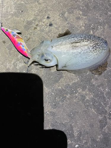 シリヤケイカの釣果