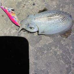 シリヤケイカ