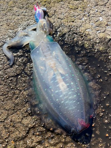 アオリイカの釣果