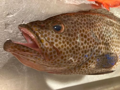 オオモンハタの釣果