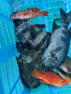 イシダイの釣果