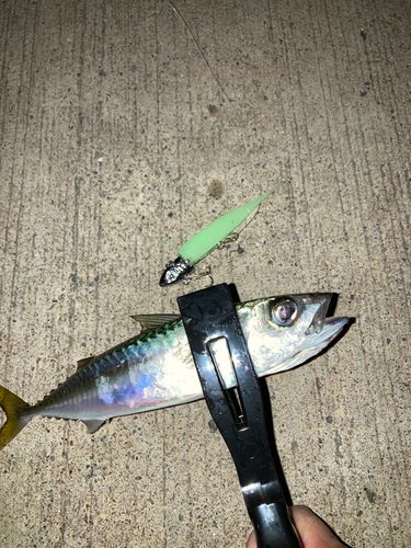 サバの釣果