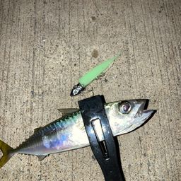 サバ