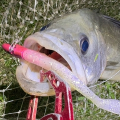 フッコ（マルスズキ）の釣果