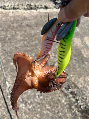 タコの釣果