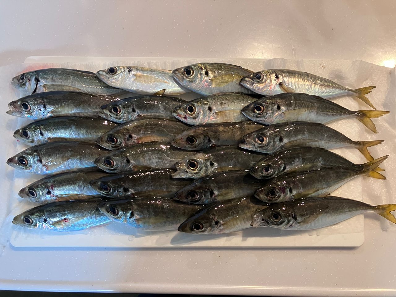 オリムピック　コルトUX 23GCORUS-572UL-HS f-marunishi_4571105694839