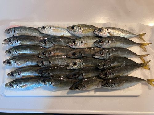 アジの釣果