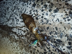 アオリイカの釣果