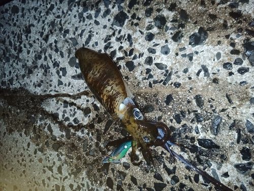 アオリイカの釣果