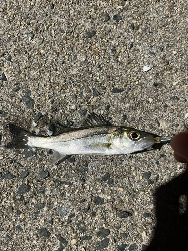 セイゴ（ヒラスズキ）の釣果