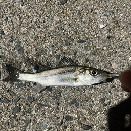 セイゴ（ヒラスズキ）