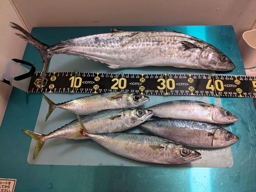 サゴシの釣果