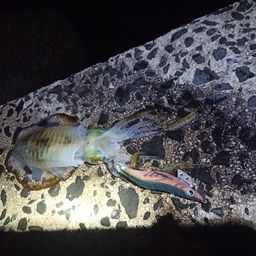 アオリイカ