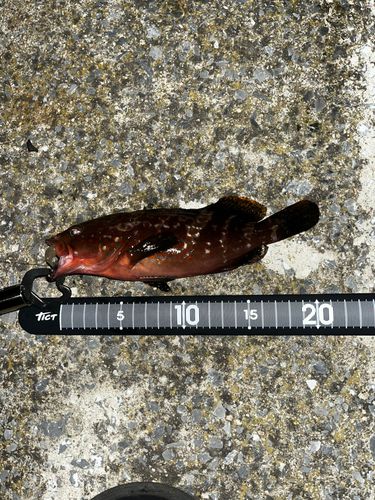 キジハタの釣果