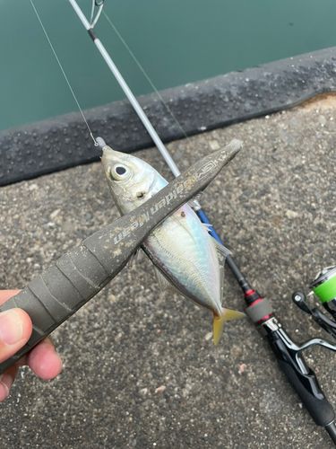 表浜名湖