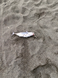 ソウダガツオの釣果