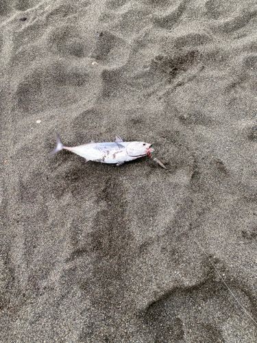 ソウダガツオの釣果