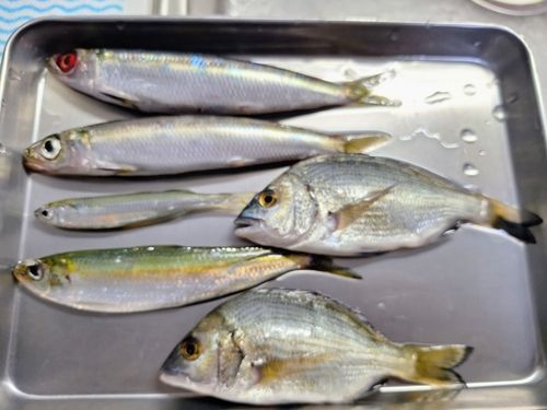 片瀬漁港