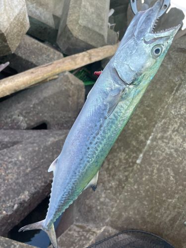 サゴシの釣果