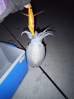 シリヤケイカの釣果