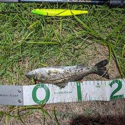 セイゴ（マルスズキ）