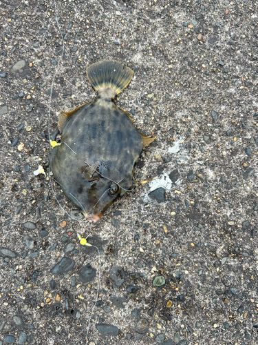 カワハギの釣果