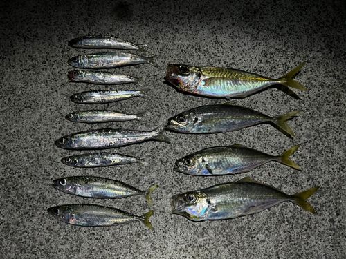 アジの釣果