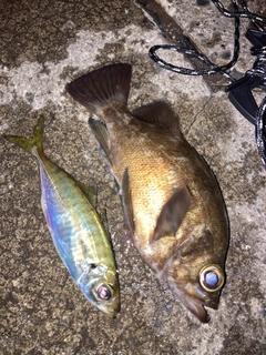マアジの釣果