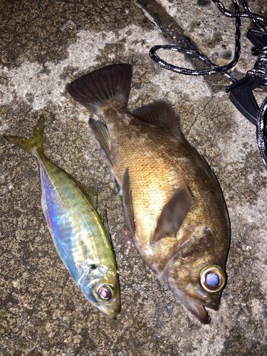 マアジの釣果