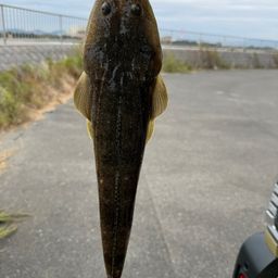 マゴチ