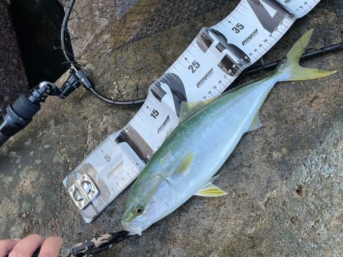 イナダの釣果