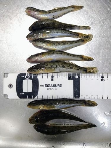 ハゼの釣果