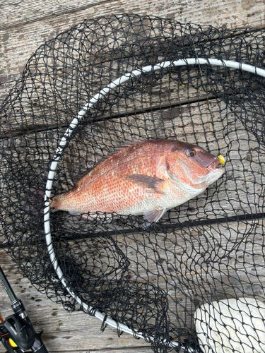 カタタの釣堀