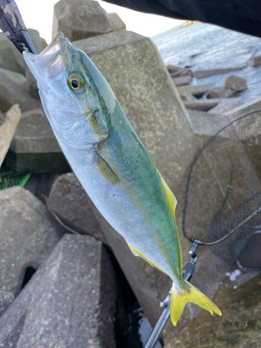 イナダの釣果