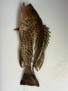 オオモンハタの釣果