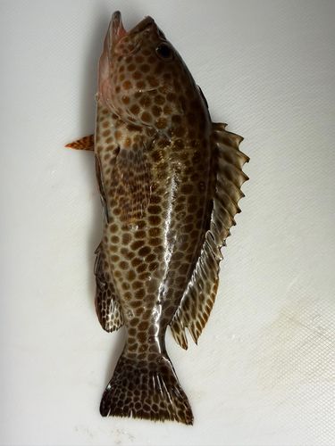 オオモンハタの釣果