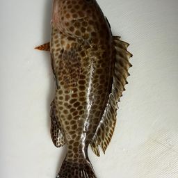 オオモンハタ