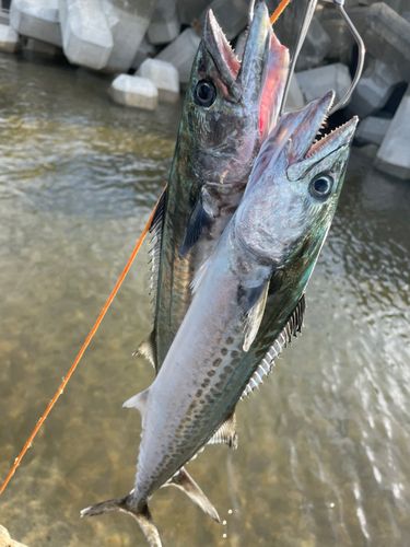 サゴシの釣果