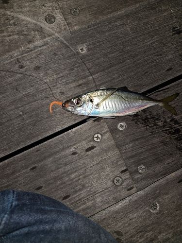 マアジの釣果