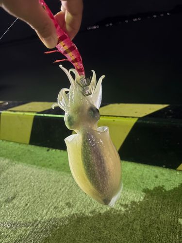 イカの釣果