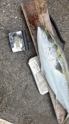 ブリの釣果
