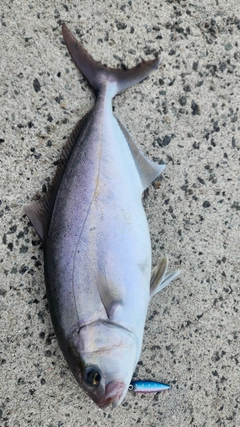 ネリゴの釣果
