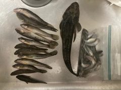 マハゼの釣果