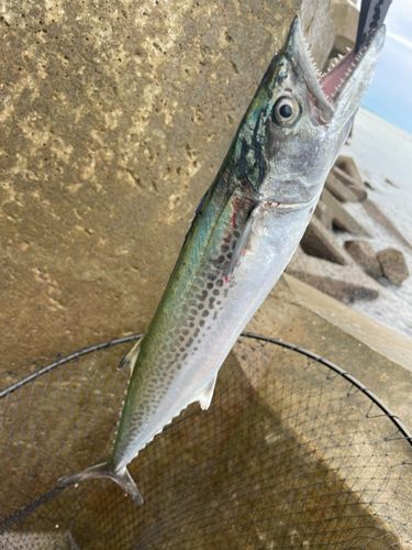 サゴシの釣果