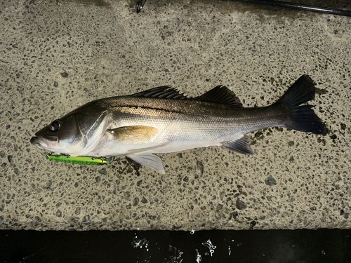 スズキの釣果