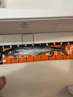 サワラの釣果