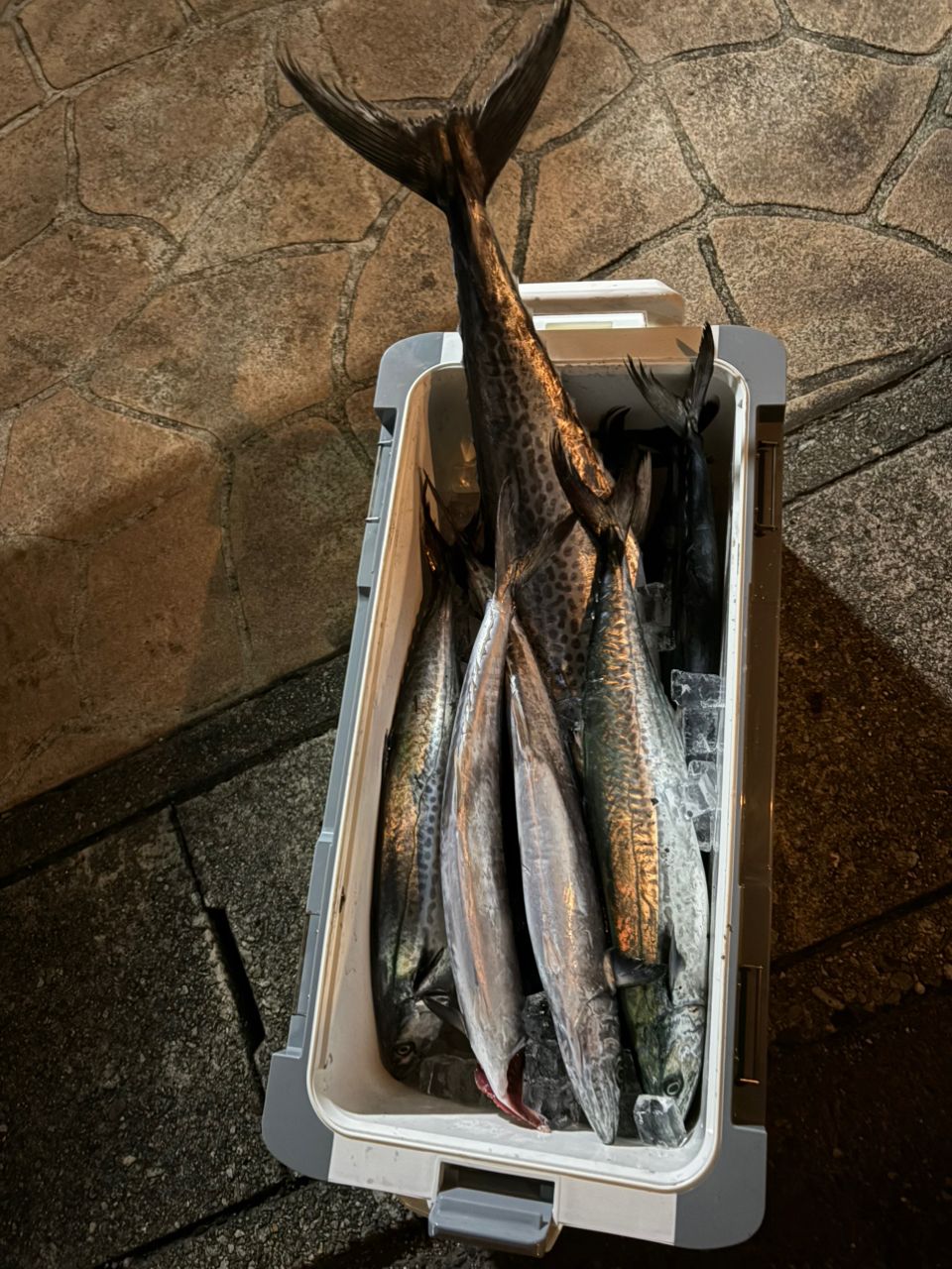 8割ボウズ男さんの釣果 2枚目の画像