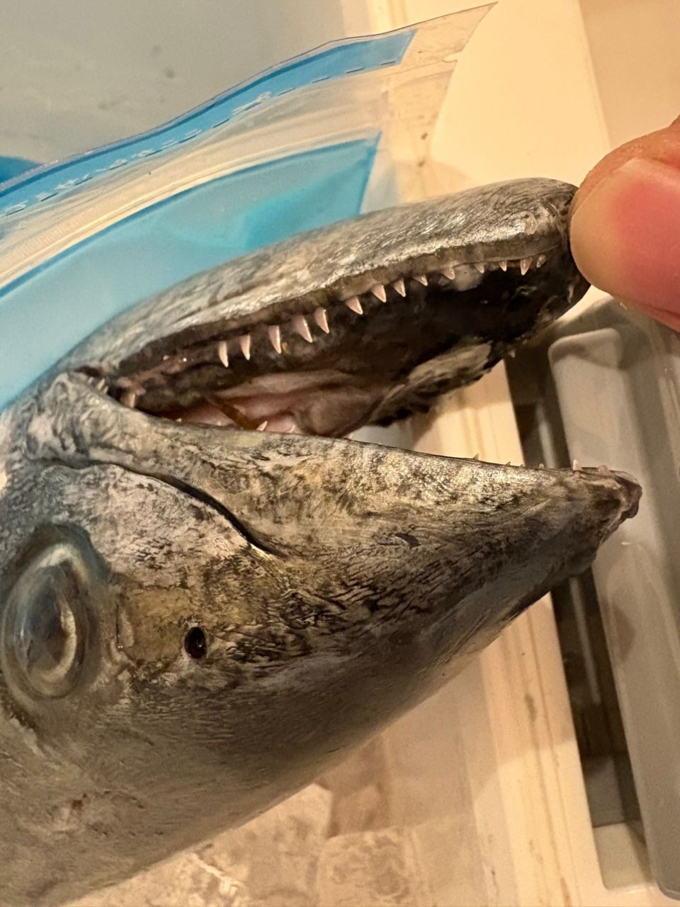 8割ボウズ男さんの釣果 3枚目の画像