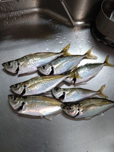 アジの釣果