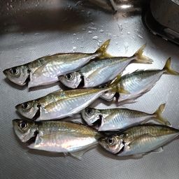 アジ